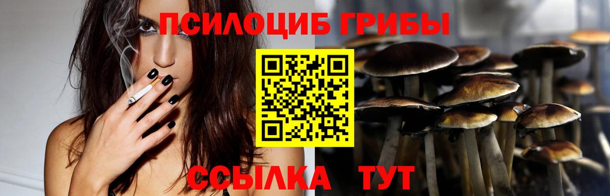 Галлюциногенные грибы Psilocybe Сердобск